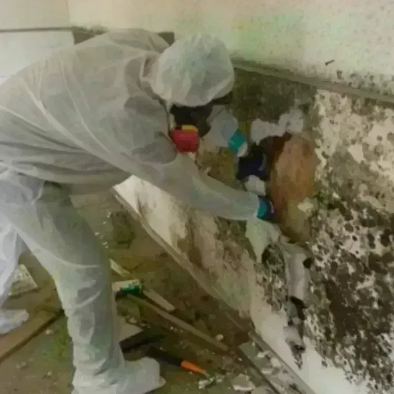 Mold Remediation and Removal in Capitola, CA